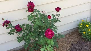 My Therapy Garden: Touring the  Hybrid Tea Rose Garden