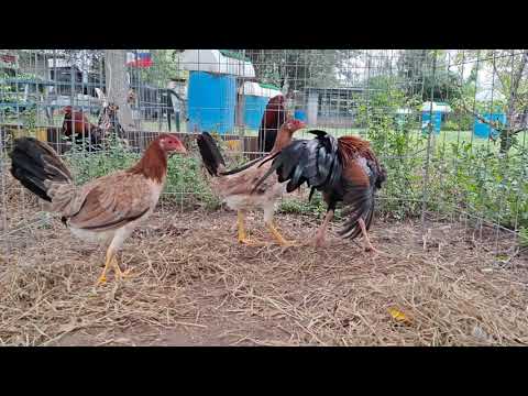 Sweater Asil trio #3