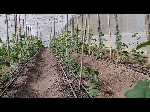 R$295.000 - CHÁCARA NO MUNICÍPIO DE IBAITI-PR