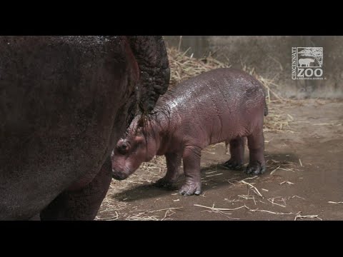 It's a boy! Fiona the hippo from Cincinnati Zoo has a new baby brother