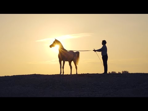 DOHA STUD at KIAHF Arabian Peninsula Show 2023