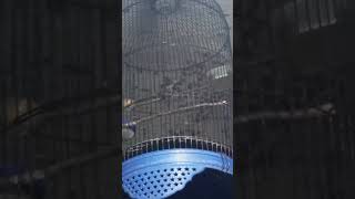 Download lagu kerak basi alis hitam betina mp3