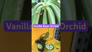 Download lagu Only this Mexican bee can pollinate Vanilla Beans in nature  #garden mp3