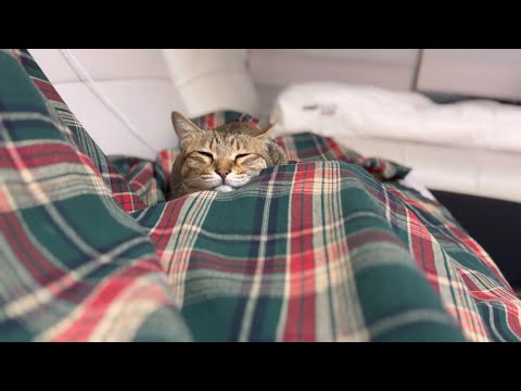 집사가 겨울을 기다리는 이유| 겨울한정 무릎냥이