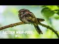 Whippoorwill sound & call | The Voice of the Eastern Whip-poor-will