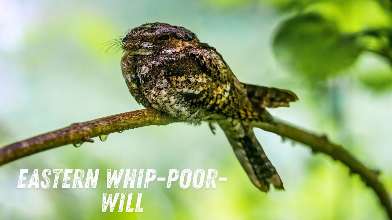 Whippoorwill sound & call | The Voice of the Eastern Whip-poor-will
