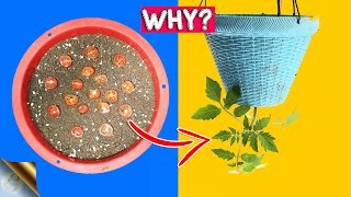 GROWING TOMATOES UPSIDE DOWN | PROS AND CONS OF INVERTED GARDENING