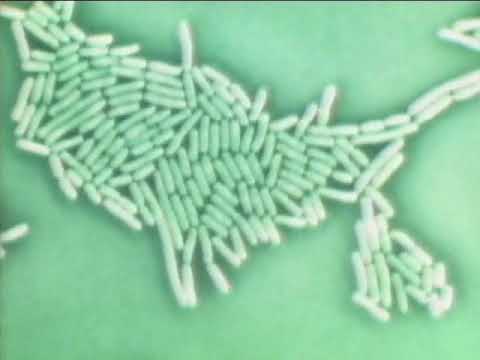 Casei Shirota Strain
