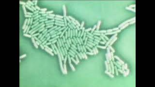SELECTED LACTOBACILLUS – STRAIN SHIROTA -