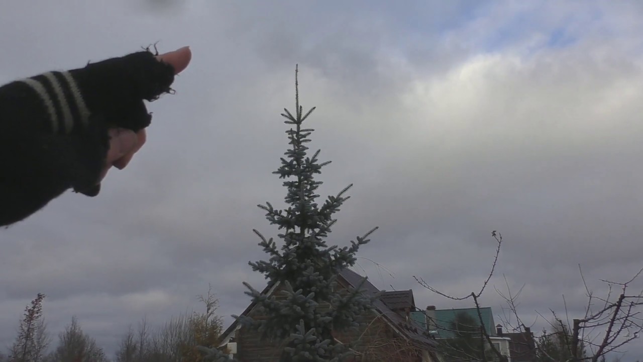 Ель голубая (колючая) Хупси