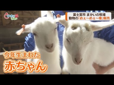 YouTube Video ヤギとヒツジの赤ちゃんの名付け親になることができる「めぇ～めぇ～権」の販売始まる　静岡・富士宮「まかいの牧場」
