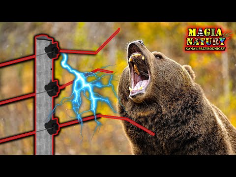 Animals vs. ELECTRICITY - Shepherds, Lightning, Power Lines