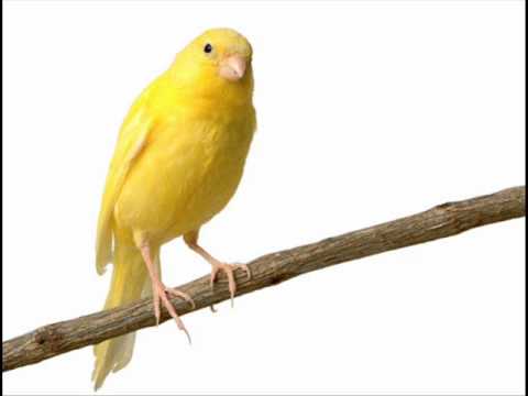 Flappy Canary Video