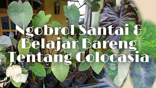 Download lagu Getting to Know Colocasia Plants for Beginners! mp3