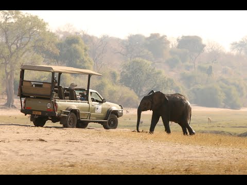BOTSWANA SAFARI Chobe National Park 4k