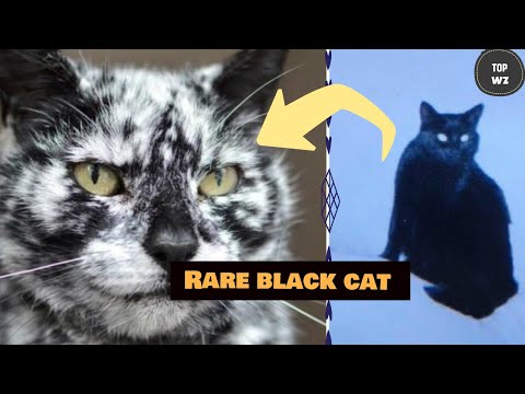 Rare Skin Condition Turns 19 Year Old Black Cat's Fur Into A Masterpiece