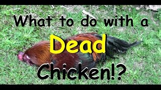 What to Do with a Dead Chicken?