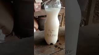 Download lagu hari ini kita coba buat jakaba dengan air cucian beras tanpa campuran #organik #berkebun #jakaba mp3