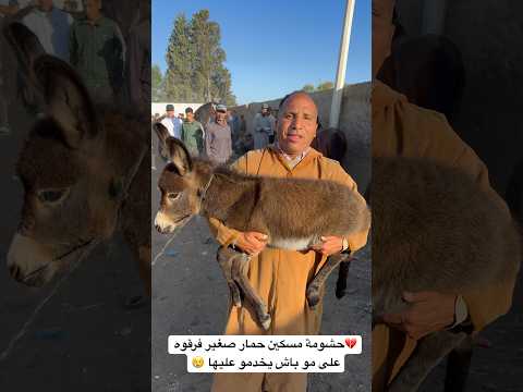 💔حشومة مسكين حمار صغير فرقوه على مو باش يخدمو عليها 😢
