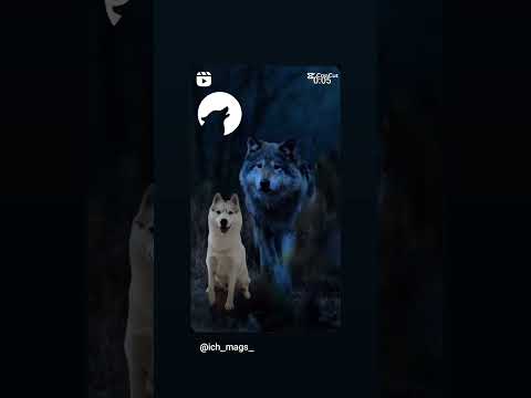 #husky and #wolf wolf