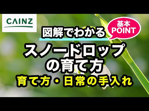 時間通りにスノードロップを植える