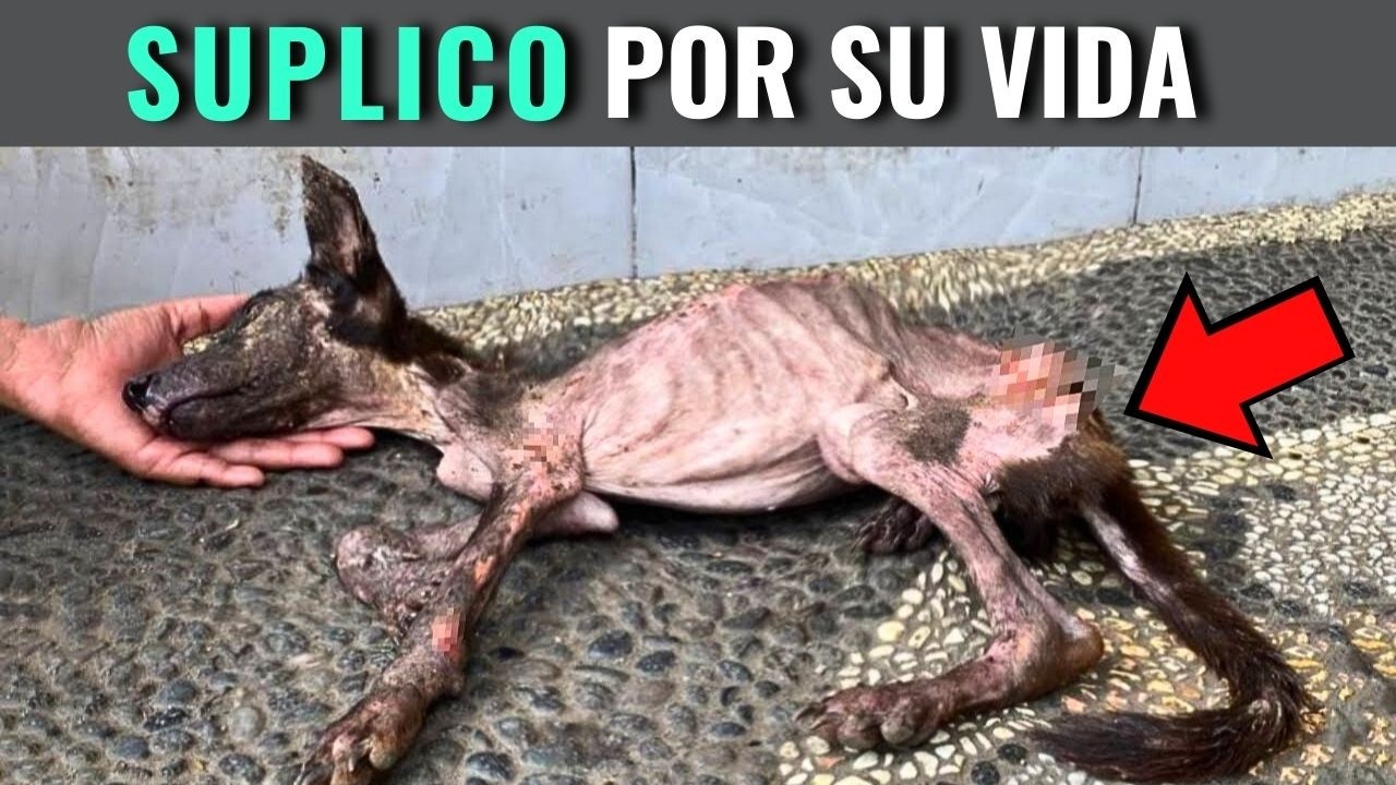 "La Triste Historia Negrito: El Perro abandonado en la calle por tener sarna" #miniespin #MiniEspín