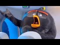Angry Birds Ambatukam