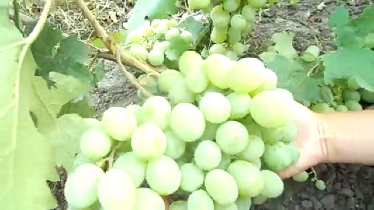 Виноград Кеша
