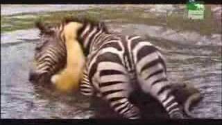 mundo  animal  sobrevivencia