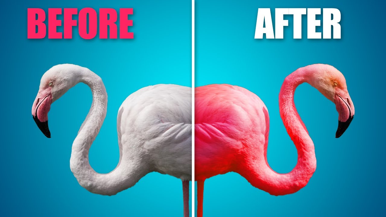 Why Flamingos are Pink: A Colorful Nature Mystery Unraveled