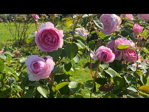 Welche ROSENARTEN gibt es? Video zu den einzelnen Rosensorten