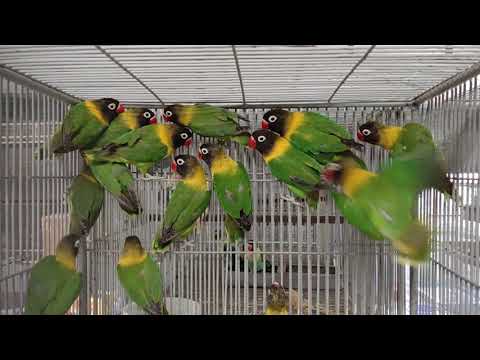 #angrybirds #musklovebird || yellow collared lovebird or black masked lovebird