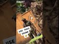Nigeria Army