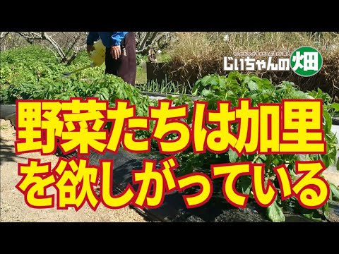あなたの植物が天然のカリウムを豊富に含む肥料の恩恵を無料で受けられたらどうなるでしょうか?集中！  庭園
