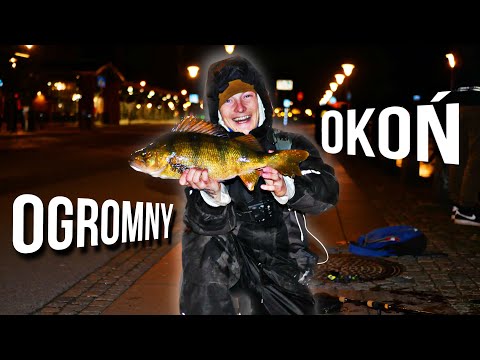 OGROMNY OKOŃ na SPINNING + SZCZUPAKI Z RZECZKI