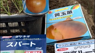 玉ねぎ苗育苗