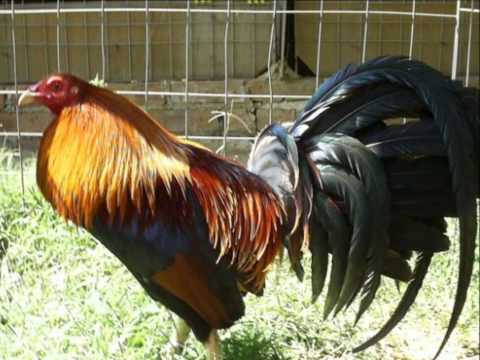 download lagu mp3 mp4 Gallos Patas Chorreadas, download mp3 Gallos Patas Chorreadas free download, download mp3 Gallos Patas Chorreadas
