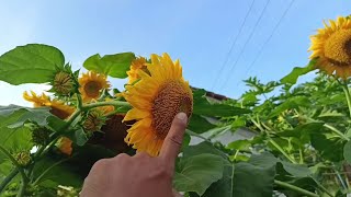 Download lagu KEBUN BUNGA MATAHARI | NAY AND FAMILY mp3