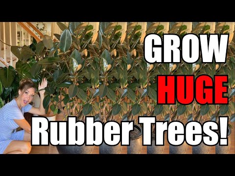 , title : 'Secrets to Growing HUGE Rubber Trees | Ficus Elastic Complete Care Guide! | Get Robust Rubber Trees!'