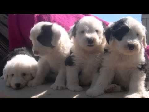 60 Seconds Of Cute Old English Sheepdog Puppies!