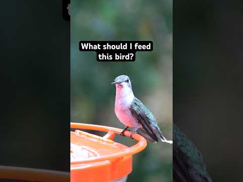 How to Feed Hummingbirds Safely #birds #wildlife #nature #backyard #birdfeeder #hummingbird