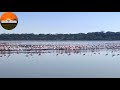 Lake Manyara National Park Lesser Flamingos
