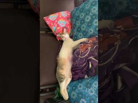 Cat shorts #shorts #cat #funnycat