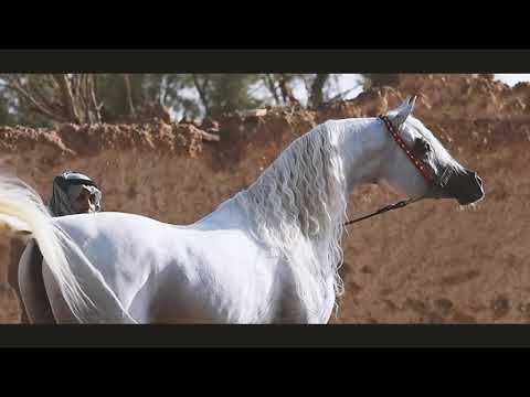 Al Khatab Al Thani 1