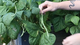 How To Harvest Green Beans