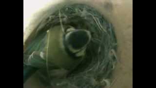 preview picture of video 'Blue Tit Nestbox'