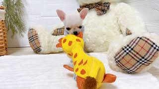 チワワ（スムース）の動画02