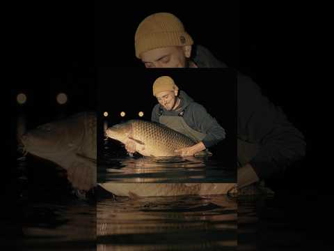 Die DICKEN RHÔNE KARPFEN beissen nachts! 💪🏻🤯💚 #shortsvideo #kordagermany #carpfishing #fishing