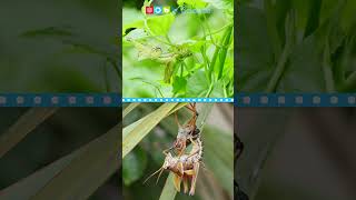 Grasshopper Life Cycle #shorts #ngscience