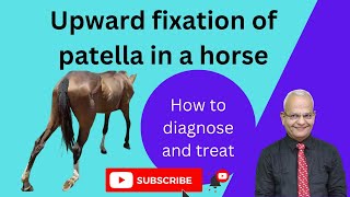 See How This Simple Trick Fixes Upward Patellar Fixation in Horses!